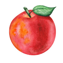 Watercolor illustration of hand painted apple in red, yellow colors with green leaf. Whole round fruit, side view. Fresh juice ingredient. Isolated on white clip art of food for posters, prints