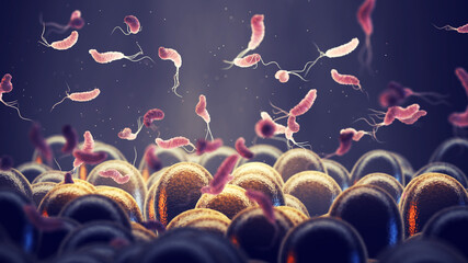 Helicobacter Pylori is a gastrointestinal bacterium that can affect the stomach lining and cause ulcers or even cancer. Gastrointestinal bacteria and gut microbiota composition - 530060198