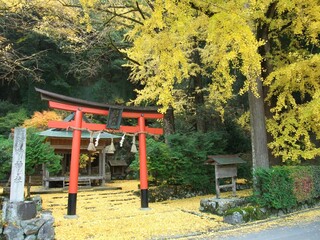 京都　岩戸落葉神社のイチョウ