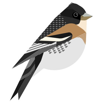 Illustration Of A  Rrambing Bird ,vector , Png , Svg , Jpeg