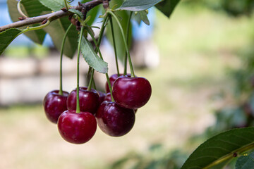 Sour cherry hanging on tree branch	