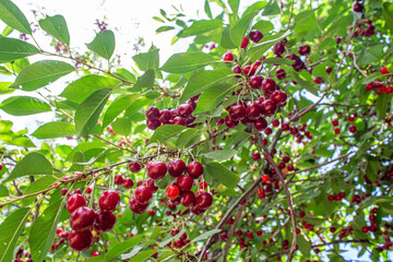 Obraz premium Sour cherry hanging on tree branch 