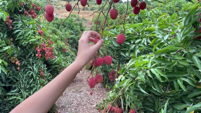 Woman hand pluck lychees from a hanging lychee bundle. 