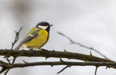 Great tit near National park Podyji, Southern Moravia, Czech Republic