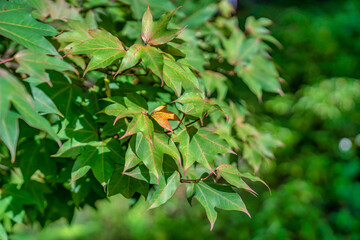 BEAUTIFUL LANDSCAPE PHOTOGRAPHY OF BACH MA NATIONAL PARK IN HUE, VIETNAM. Sau Sau or Liquidambar formosana tree