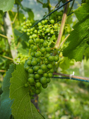 green grape field in sunny day