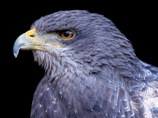 Aguja / Prinzenbussard / barred hawk