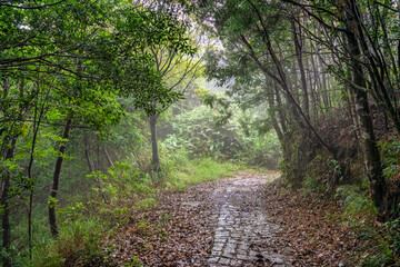 BEAUTIFUL LANDSCAPE PHOTOGRAPHY OF WARK ROAD IN BACH MA NATIONAL PARK, HUE, VIETNAM