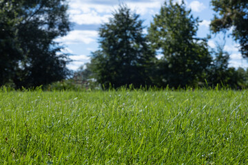summer landscape in a park or forest with lush green grass in the foreground and blurry trees