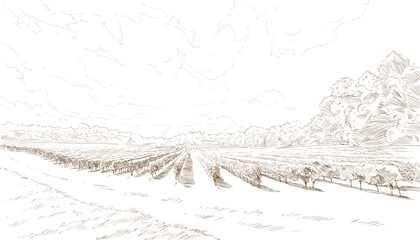 Vineyard landscape vector sketch design. Hand drawn illustration - 530065525