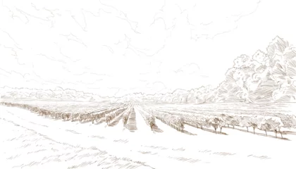 Rolgordijnen Vineyard landscape vector sketch design. Hand drawn illustration © romanya