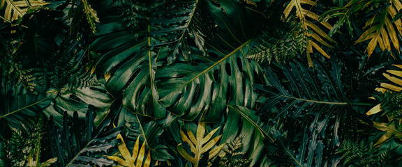 Tropical leaves, flat lay jungle design, dark nature background © pernsanitfoto