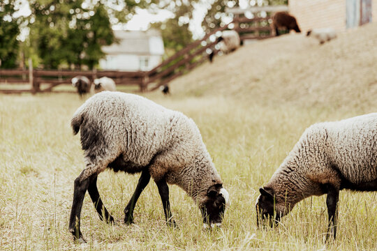 Group of two Suffolk British sheep domestic animals in farm in wooden barn on a pasture in the field eating yellow grass on the ground. Black-white sheep. High quality photo