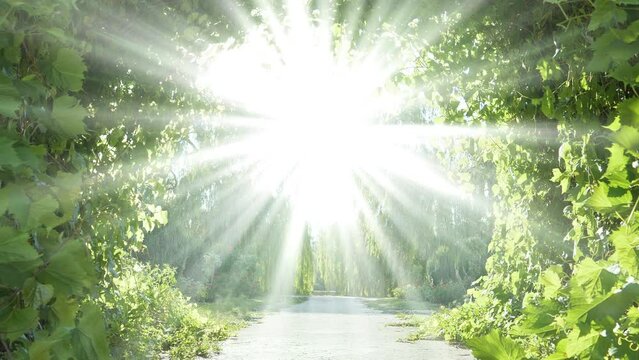 Divine radiance, amazing beautiful tunnel of grape leaves that flutter in wind and unearthly light shines from the sky. Garden of Eden. Bright road to heaven. UHD 4K zoom-in slow motion video