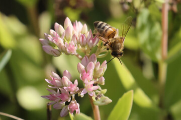 Fototapeta premium Honeybee feeding on small pink flower