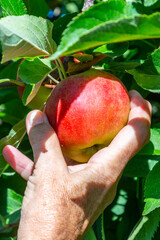 picking delicious Elstar and Gala apples at the apple tree