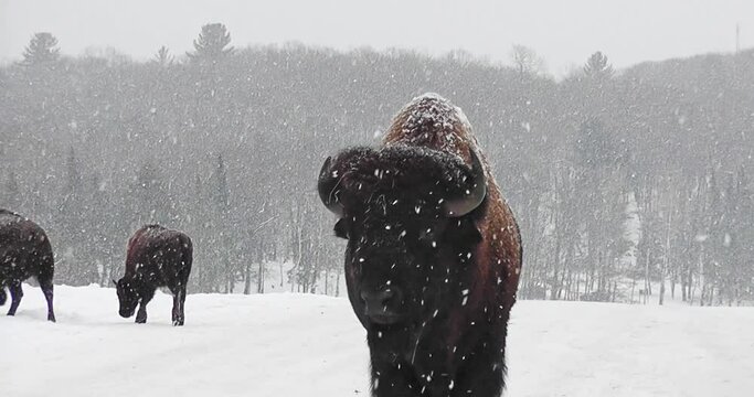 Close-up of male bison, covered in snow, during a snow shower near a wooded area, in winter