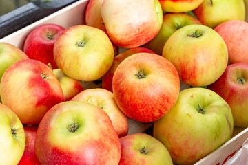 delicious Elstar and Gala apples in a wooden bowl after harvesting
