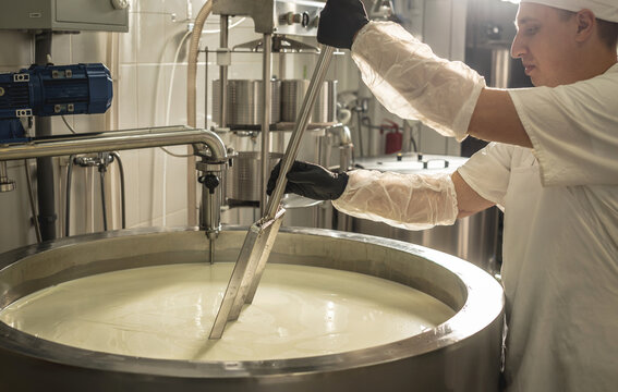 Man is a cheese maker in the process of producing different varieties of cheese in the industry. Milk cheese making