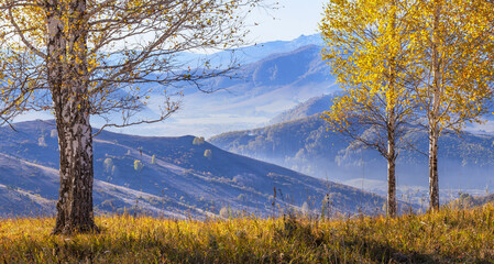 Beautiful view of autumn nature. Trees against the backdrop of mountains.