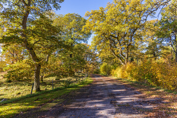 Obraz premium Road in a oak woodland with autumn colors