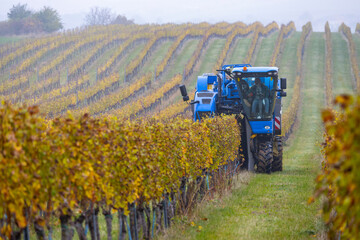 harvesting grapes with a combine harvester, Southern Moravia, Czech Republic