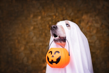 A dog dressed as a Halloween ghost. A golden retriever sits in an autumn park with orange pumpkins...