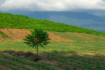 Fototapeta na wymiar Rubber plantation farming area in the south of Thailand, Latex rubber, Para rubber tree garden