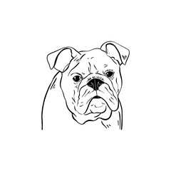 Bulldog outline portrait illustration. Home pet.