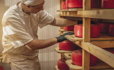 Farmer in gloves turns over cheese heads in the cheese maturation storage. Production of cheeses...