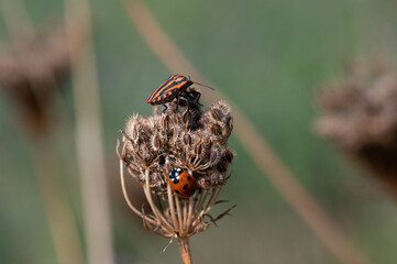 Coccinella septempunctata - Seven-spot Ladybird - Coccinelle à 7 points et Graphosoma italicum -...