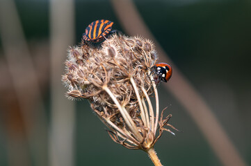 Coccinella septempunctata - Seven-spot Ladybird - Coccinelle à 7 points et Graphosoma italicum - Italian Striped-Bug - Punaise arlequin - obrazy, fototapety, plakaty