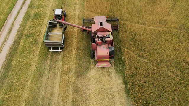 4K Aerial view of wheat harvest. Drone flying over harvester harvesting wheat on a golden wheat field