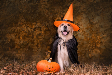 A dog dressed in a witch costume for Halloween. A golden retriever sits in an autumn park with...