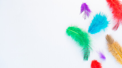 Fototapeta premium Multicolored feathers on a gray background