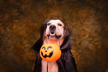 A dog dressed in a witch costume for Halloween. A golden retriever sits in an autumn park with...