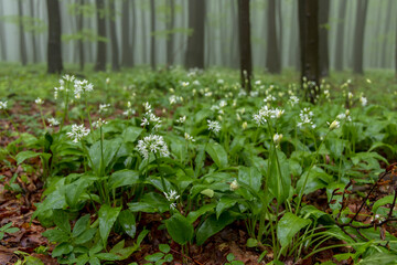 bears garlic, spring beech forest in White Carpathians, Southern Moravia, Czech Republic