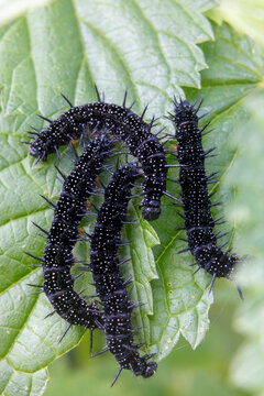 black caterpillars on a green leaf