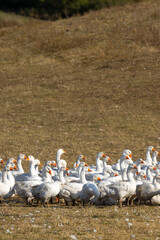 Fototapeta premium Flock of geese in open air, Hungary