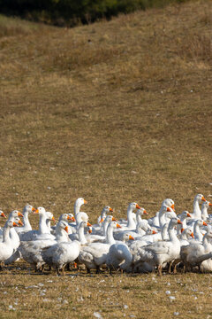 Flock of geese in open air, Hungary
