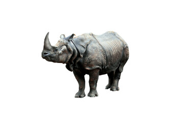 Rhinoceros isolated