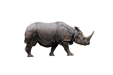 Fototapeta premium Rhinoceros isolated