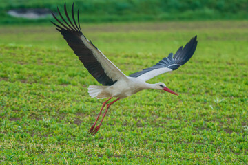 Storks are large, long-legged, long-necked wading birds with long, stout bills.