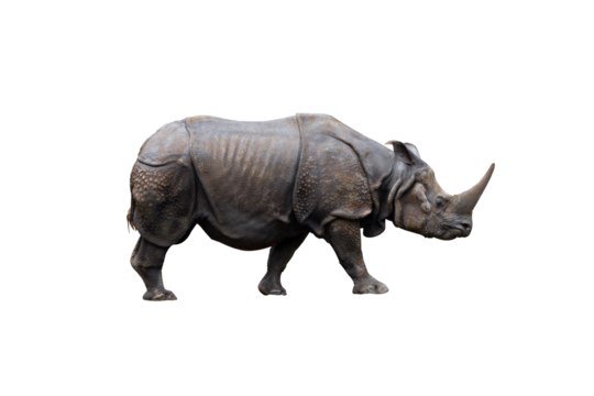 Rhinoceros isolated