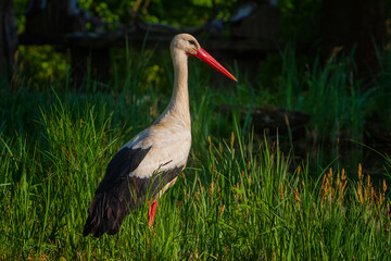 Storks are large, long-legged, long-necked wading birds with long, stout bills.