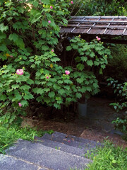 芙蓉の咲く和の庭