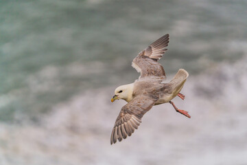 Gulls, or colloquially seagulls, are seabirds of the family Laridae in the suborder Lari.