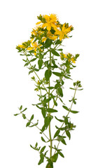 St. John's wort flowers, isolated on white background. Hypericum flowers close up.