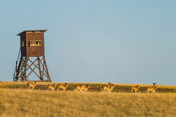 Dama is a genus of deer in the subfamily Cervinae, commonly referred to as fallow deer. © Boris Kopaj