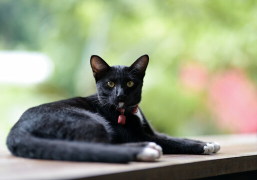 Black thai cat.